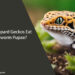 Can Leopard Geckos Eat Mealworm Pupae