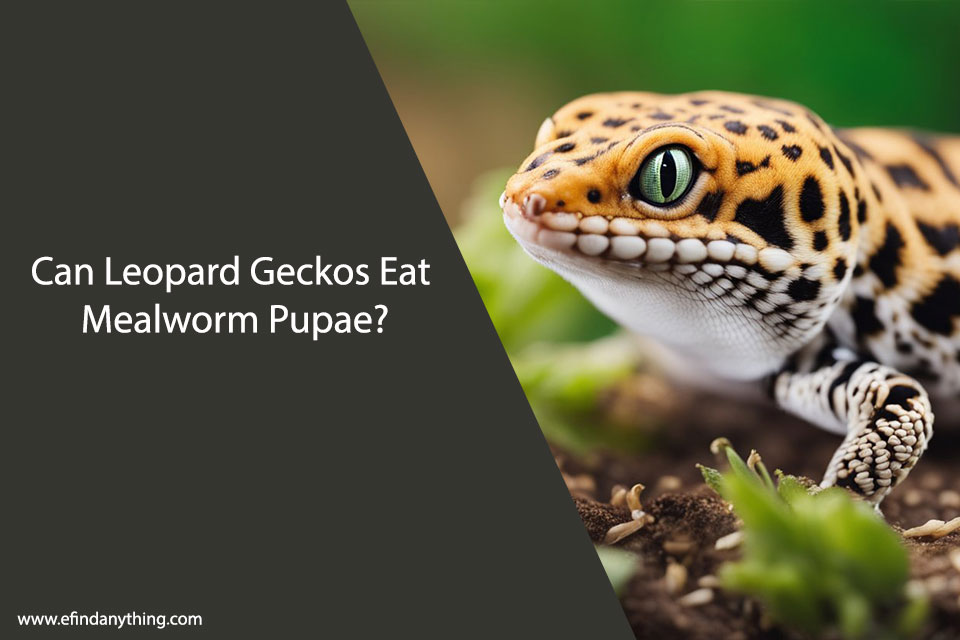 Can Leopard Geckos Eat Mealworm Pupae