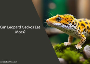 Can Leopard Geckos Eat Moss