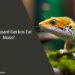 Can Leopard Geckos Eat Moss