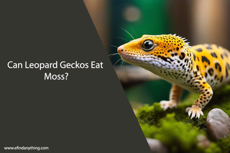 Can Leopard Geckos Eat Moss