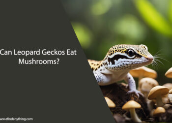 Can Leopard Geckos Eat Mushrooms