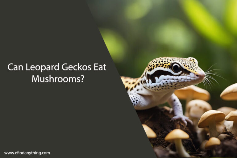 Can Leopard Geckos Eat Mushrooms