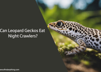 Can Leopard Geckos Eat Night Crawlers