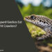 Can Leopard Geckos Eat Night Crawlers