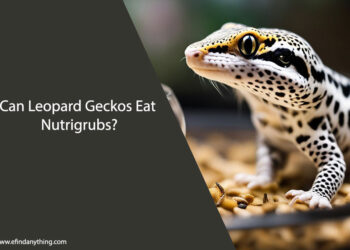 Can Leopard Geckos Eat Nutrigrubs