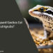 Can Leopard Geckos Eat Nutrigrubs