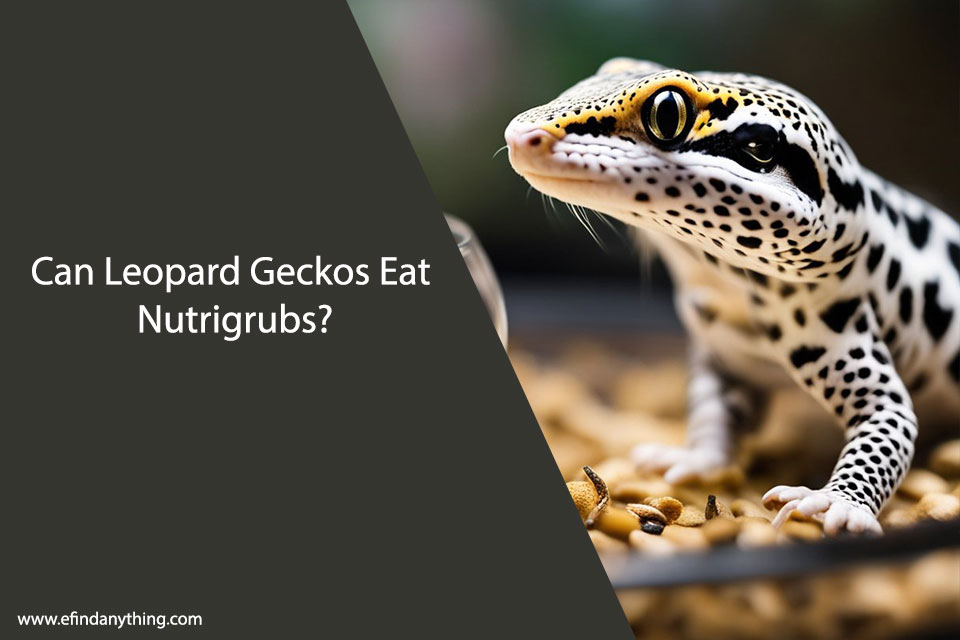 Can Leopard Geckos Eat Nutrigrubs