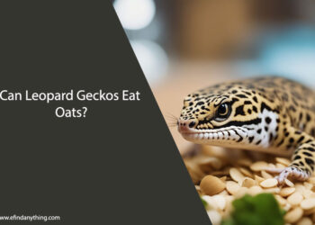 Can Leopard Geckos Eat Oats