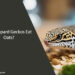 Can Leopard Geckos Eat Oats