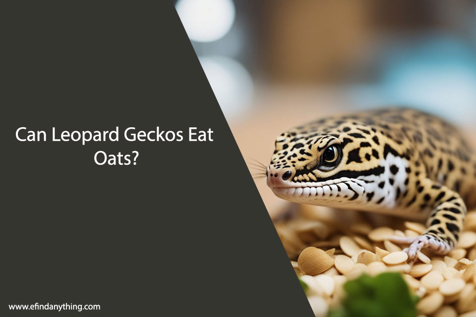 Can Leopard Geckos Eat Oats