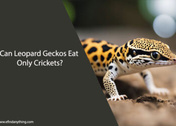 Can Leopard Geckos Eat Only Crickets