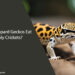 Can Leopard Geckos Eat Only Crickets