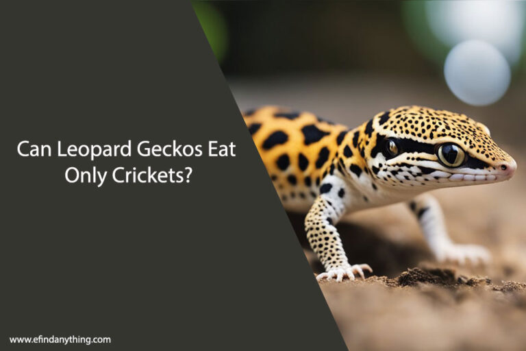 Can Leopard Geckos Eat Only Crickets