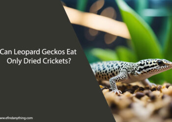 Can Leopard Geckos Eat Only Dried Crickets