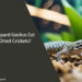 Can Leopard Geckos Eat Only Dried Crickets