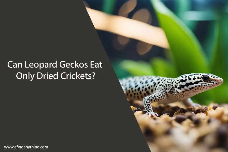 Can Leopard Geckos Eat Only Dried Crickets