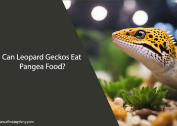 Can Leopard Geckos Eat Pangea Food