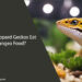 Can Leopard Geckos Eat Pangea Food