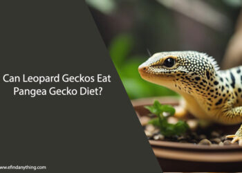 Can Leopard Geckos Eat Pangea Gecko Diet