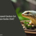 Can Leopard Geckos Eat Pangea Gecko Diet