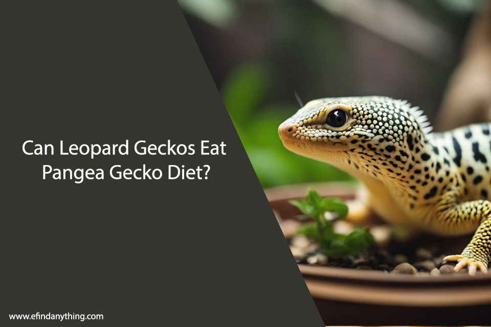 Can Leopard Geckos Eat Pangea Gecko Diet