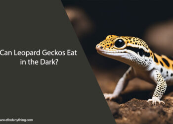 Can Leopard Geckos Eat in the Dark