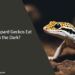 Can Leopard Geckos Eat in the Dark