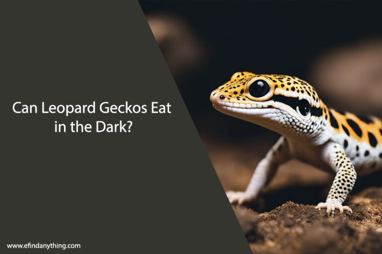 Can Leopard Geckos Eat in the Dark