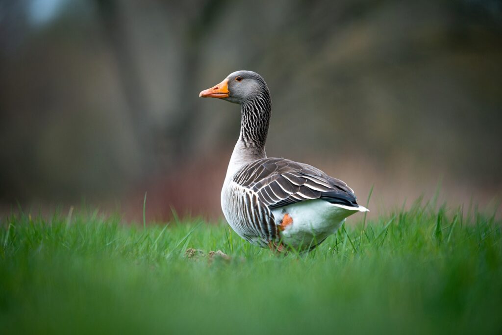 Can Ducks Eat Marshmallows