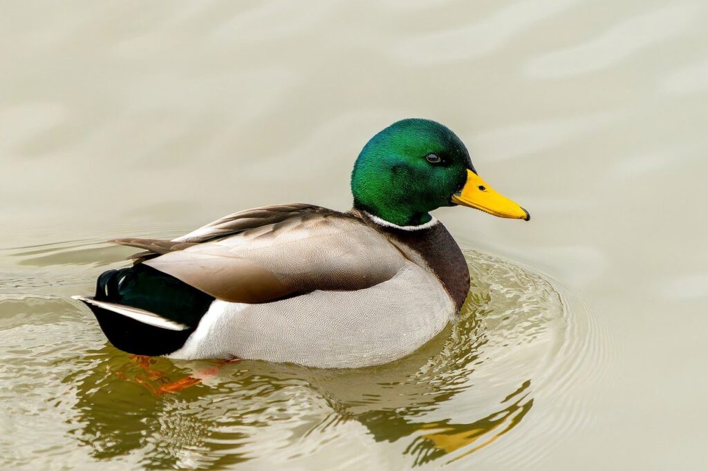 Can Ducks Eat Marshmallows