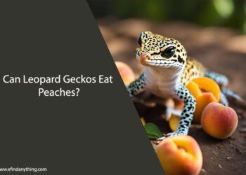Can Leopard Geckos Eat Peaches