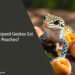Can Leopard Geckos Eat Peaches