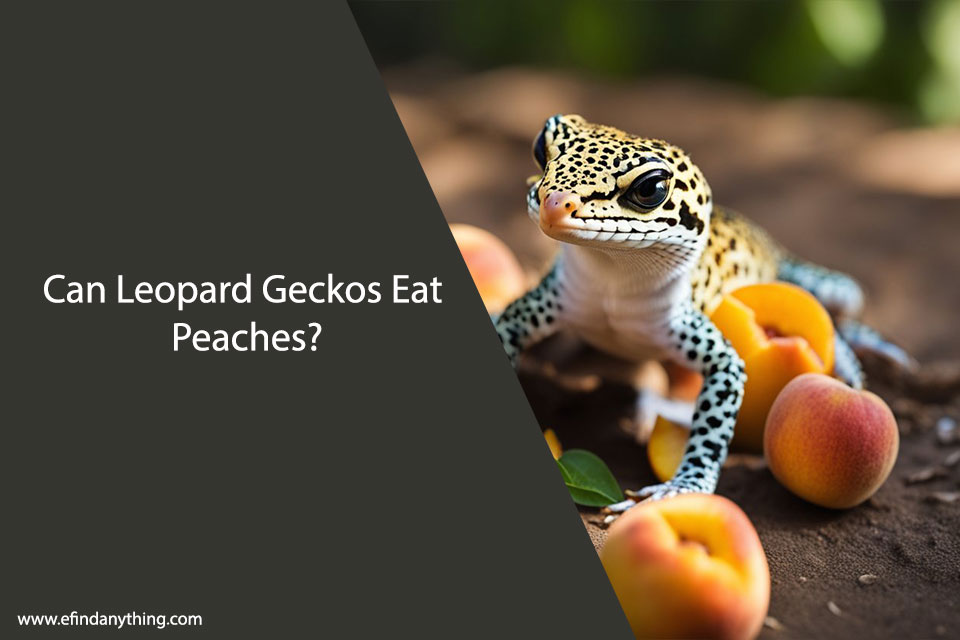Can Leopard Geckos Eat Peaches