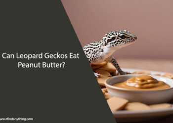 Can Leopard Geckos Eat Peanut Butter