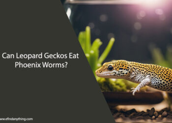 Can Leopard Geckos Eat Phoenix Worms