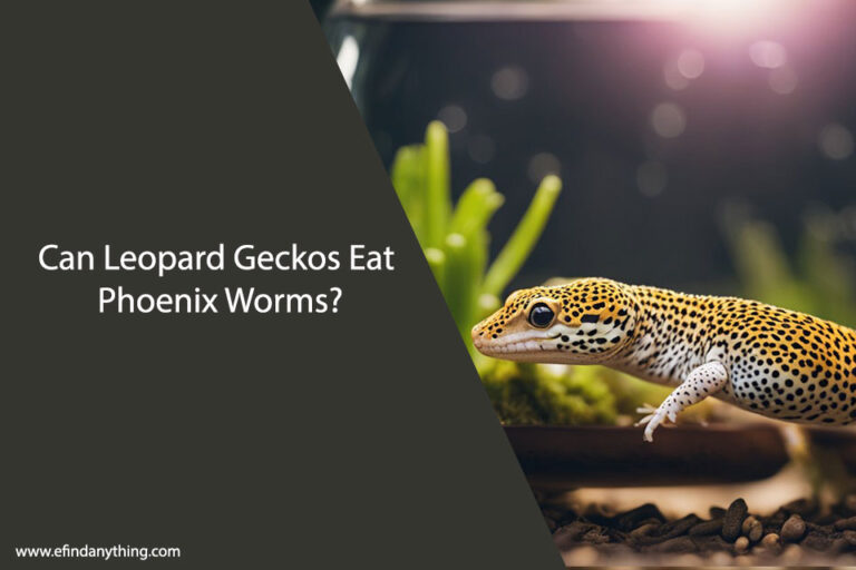 Can Leopard Geckos Eat Phoenix Worms