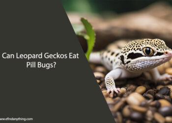 Can Leopard Geckos Eat Pill Bugs