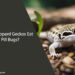 Can Leopard Geckos Eat Pill Bugs