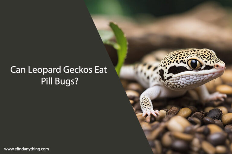 Can Leopard Geckos Eat Pill Bugs