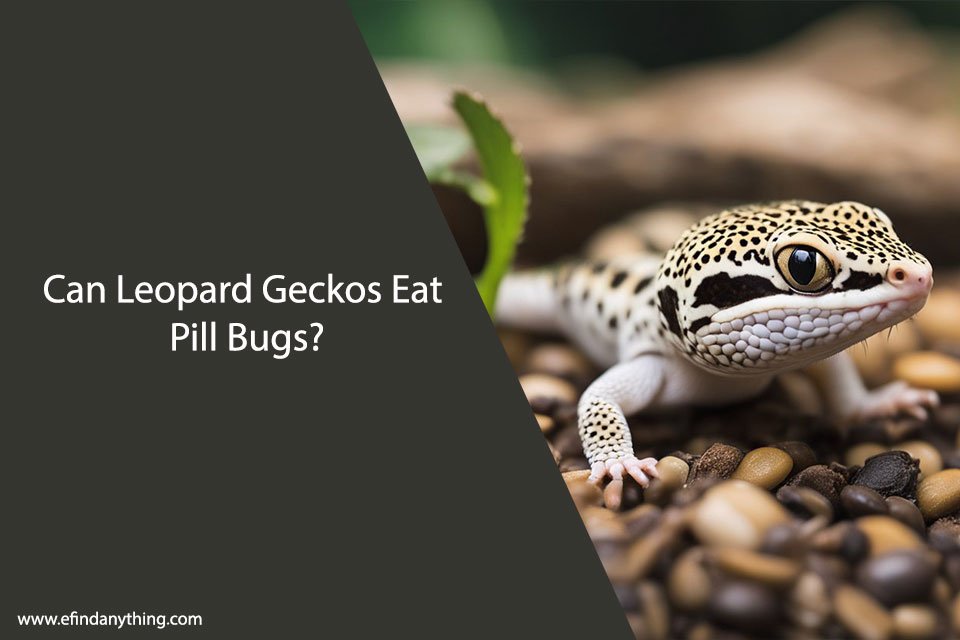 Can Leopard Geckos Eat Pill Bugs