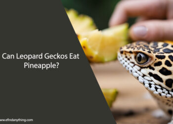Can Leopard Geckos Eat Pineapple