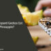 Can Leopard Geckos Eat Pineapple