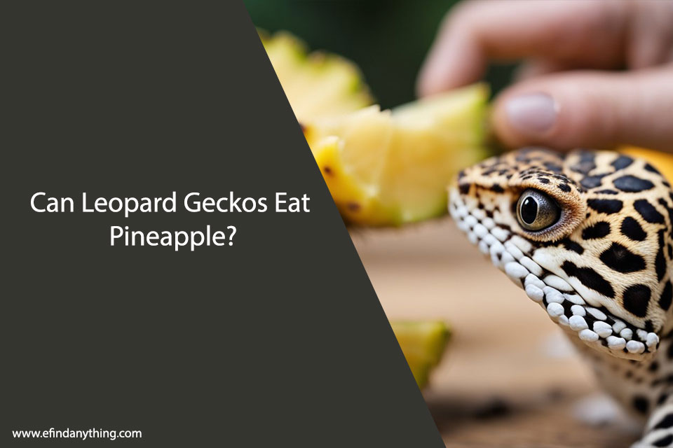 Can Leopard Geckos Eat Pineapple