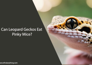 Can Leopard Geckos Eat Pinky Mice