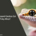 Can Leopard Geckos Eat Pinky Mice