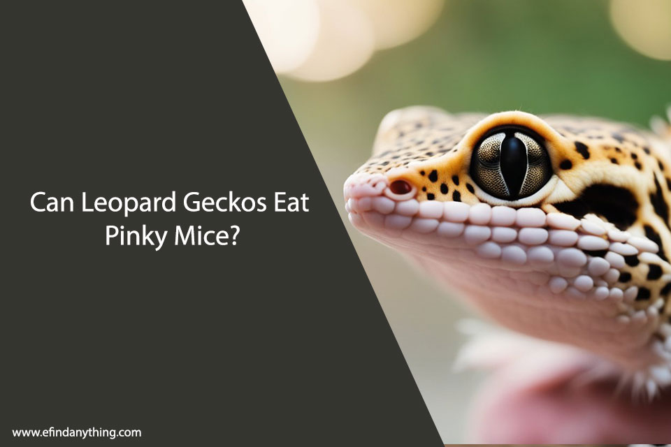Can Leopard Geckos Eat Pinky Mice