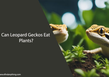 Can Leopard Geckos Eat Plants