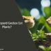 Can Leopard Geckos Eat Plants