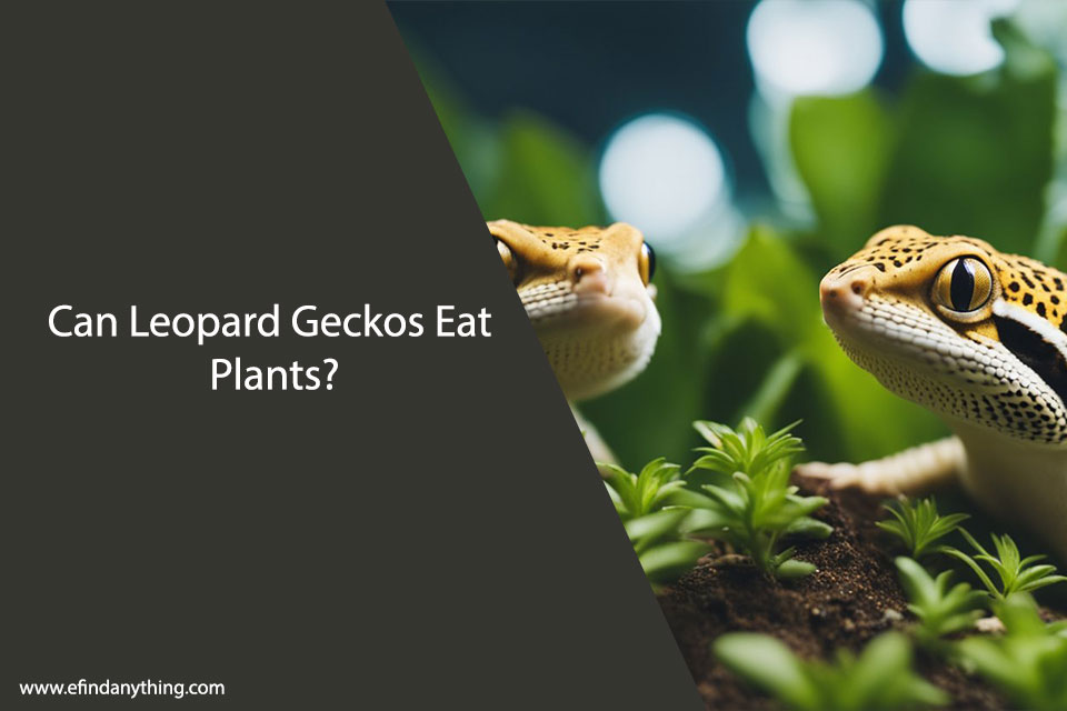 Can Leopard Geckos Eat Plants